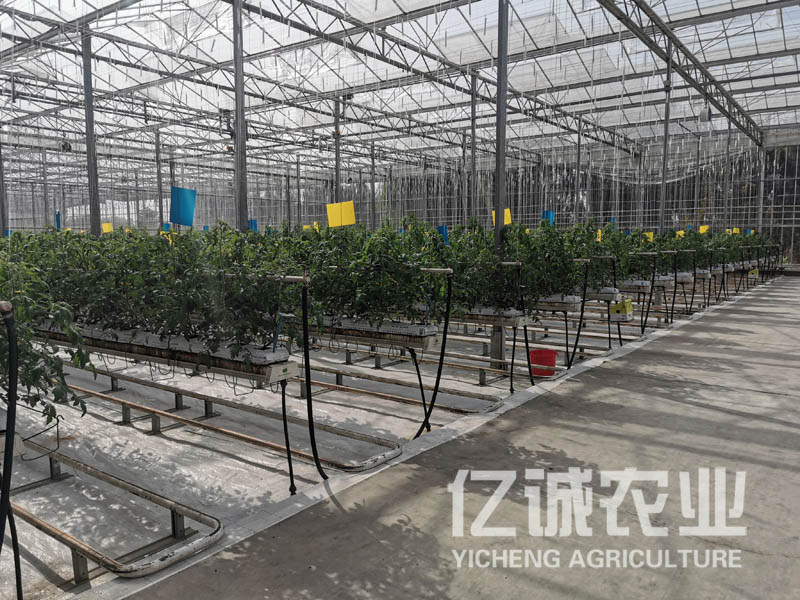种植温室大棚