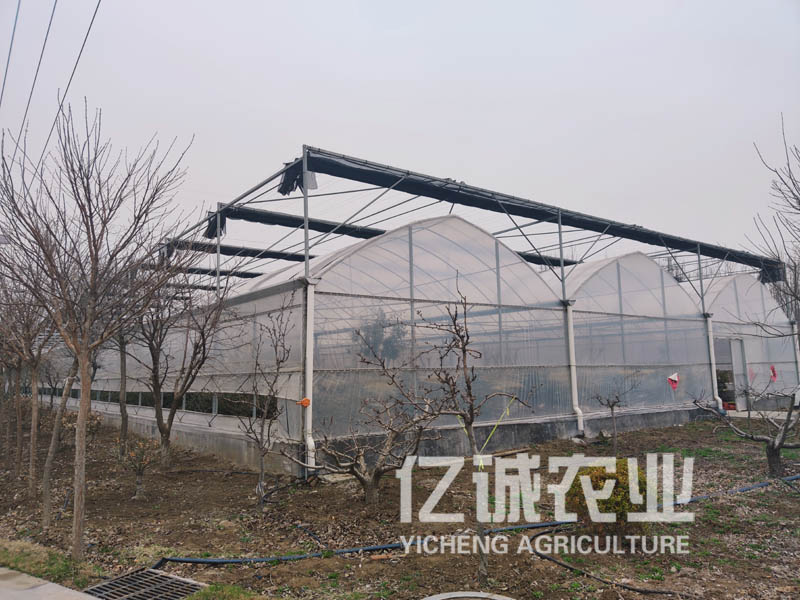 薄膜连栋温室大棚